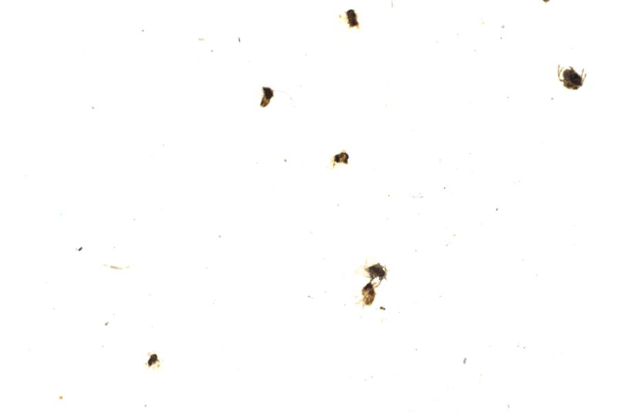 Image 38